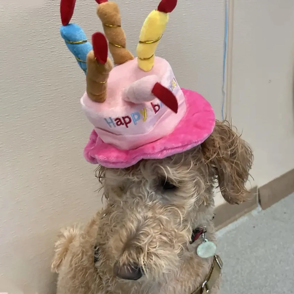 Chapeau d'Anniversaire pour Chien et Chat — Gâteau et Bougies