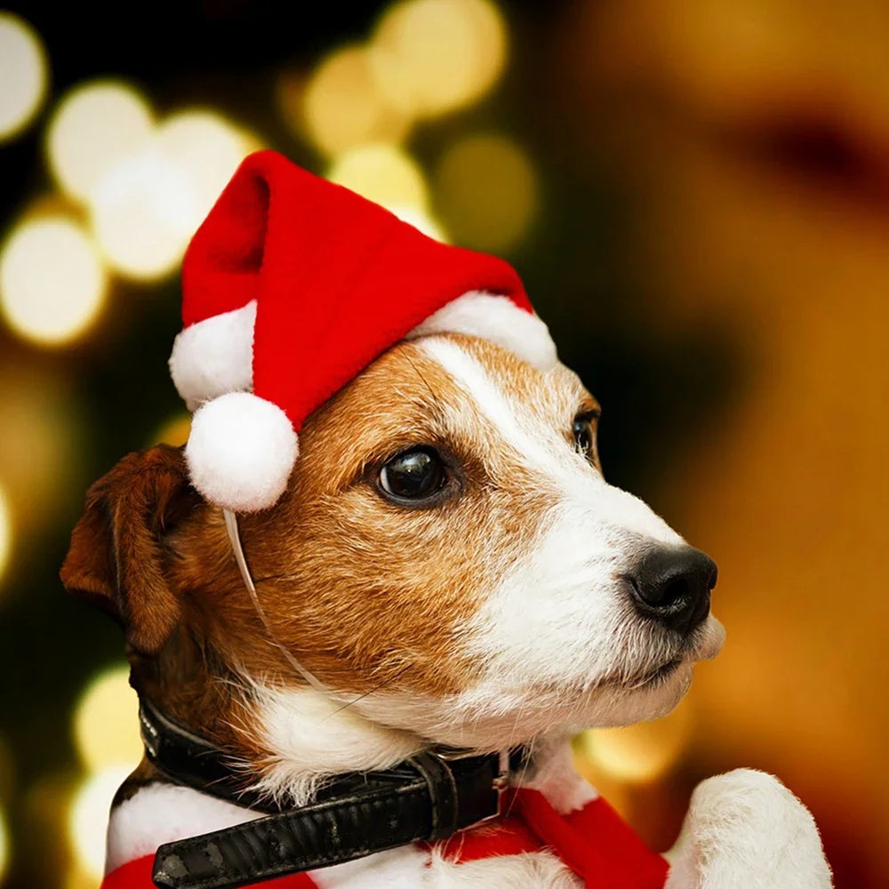 Bonnet et Écharpe de Noël Tricotés pour Chien et Chat — Lots Disponibles