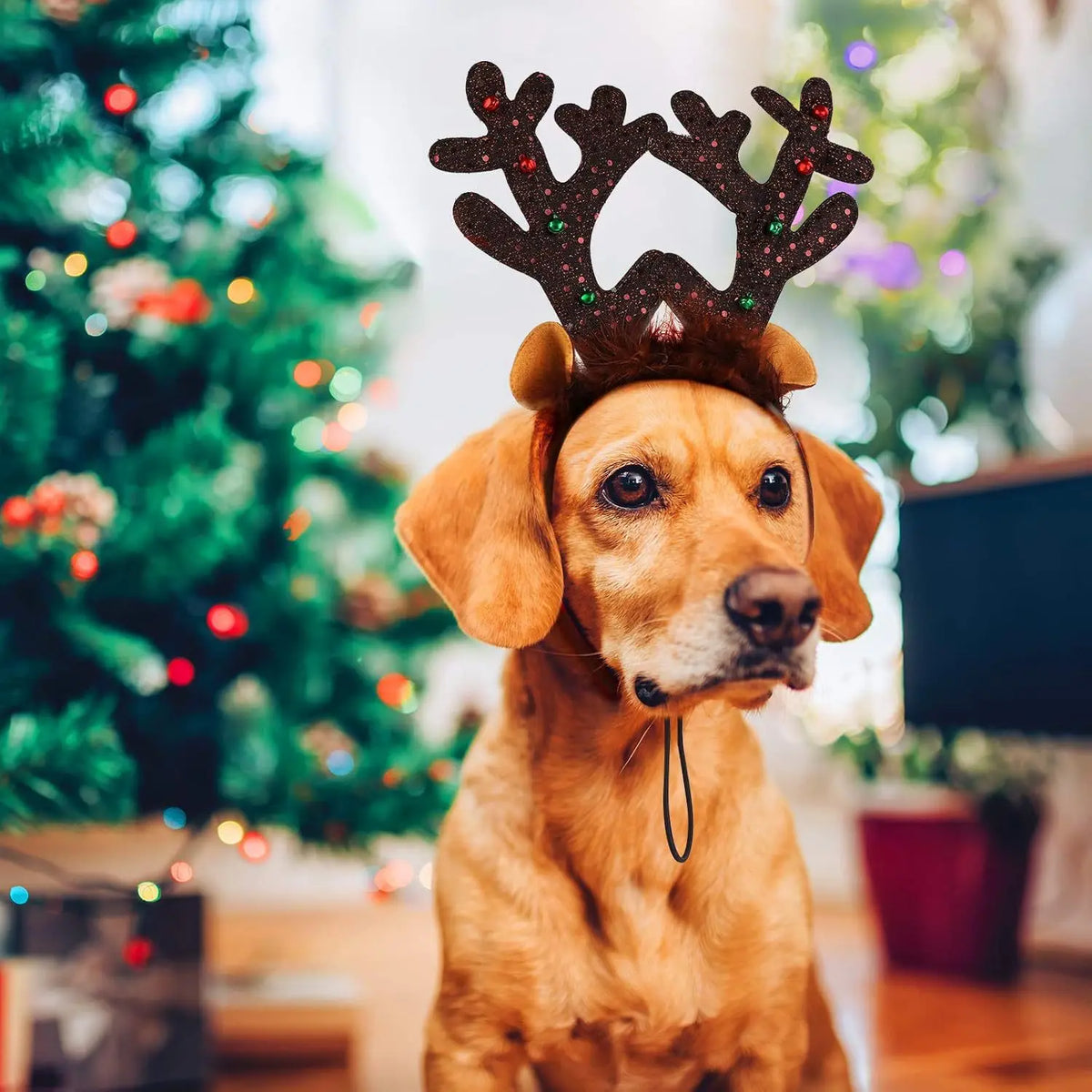 Serre-Tête de Noël pour Chien et Chat — Bois de Renne et Bonnet