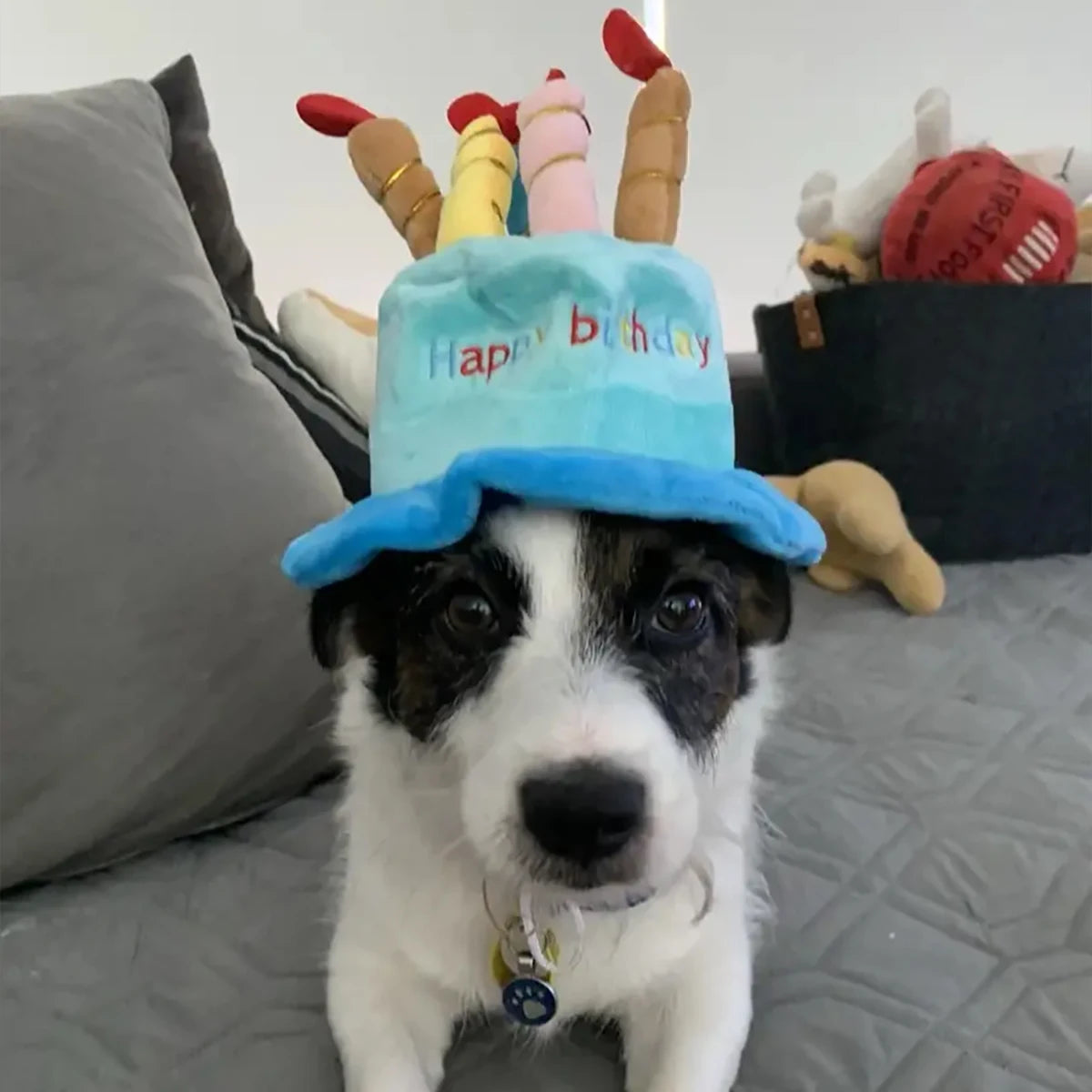 Chapeau d'Anniversaire pour Chien et Chat — Gâteau et Bougies