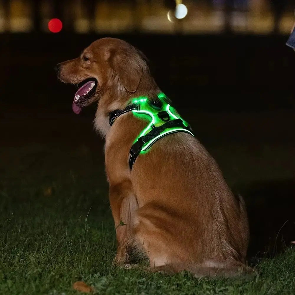 Harnais Lumineux LED Rechargeable pour Chien — Double Anneau