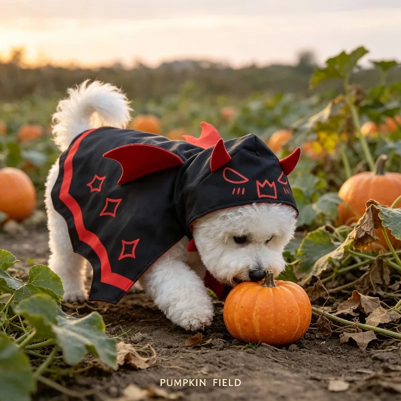 Cape Chauve-Souris pour Chien et Chat — Déguisement Halloween